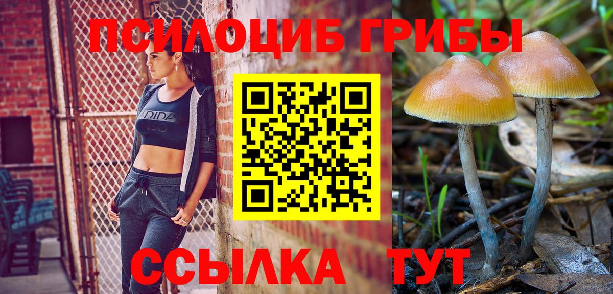Галлюциногенные грибы Psilocybe Похвистнево